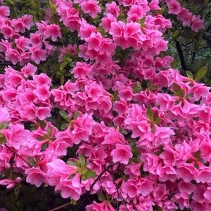 Hi! Open to offers and trading! ❤️